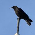 Profile picture crowmignon.bsky.social