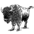Profile picture buffaloresearch.com