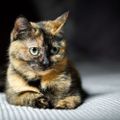Profile picture catman1120.bsky.social