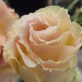 Profile picture athenalisianthus.bsky.social