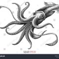 Profile picture cephalopodanetwork.bsky.social