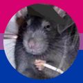 Profile picture shortforcamera.bsky.social