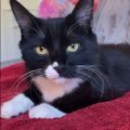 Profile picture kittenspit.bsky.social