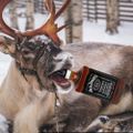 Profile picture realprancer.bsky.social