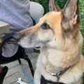 Profile picture scerevisiaejackal.bsky.social