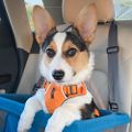 Profile picture luisthecorgi.bsky.social