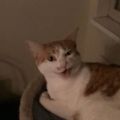Profile picture catsrule0000.bsky.social