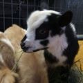 Profile picture goatgeek.goat.ist