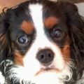 Profile picture bewickwren.bsky.social