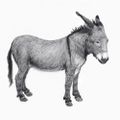 Profile picture okaydonkeymag.com