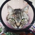 Profile picture mamahog.bsky.social