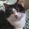 Profile picture woodlandsylvia.bsky.social