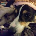 Profile picture missyandtillycorgi.bsky.social