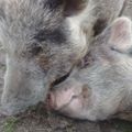 Profile picture fullofjoysanctuary.bsky.social