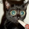 Profile picture stimthekitty.bsky.social
