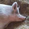 Profile picture animalagreality.bsky.social