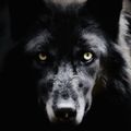 Profile picture oldmike.bsky.social