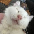 Profile picture alikit.bsky.social