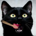 Profile picture abigailnormelle.bsky.social