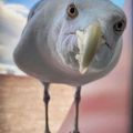 Profile picture krisbsky77.bsky.social