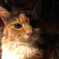 Profile picture emmajeankitty.bsky.social