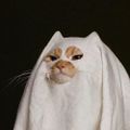 Profile picture schilkus.bsky.social