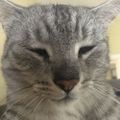 Profile picture seth-the-cat.com
