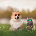 Profile picture pawsandhearts.bsky.social
