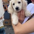 Profile picture dachshundsheaven.bsky.social
