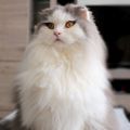 Profile picture nalanapoleon.bsky.social