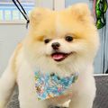 Profile picture debsdazigrl.bsky.social