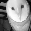Profile picture sanguineallegory.bsky.social