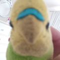 Profile picture citrusbudgie.bsky.social