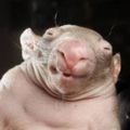 Profile picture pearforceone.bsky.social
