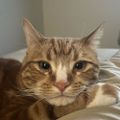 Profile picture discbeersportspets.bsky.social