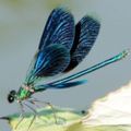 Profile picture dragonfliezzz.bsky.social