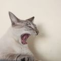 Profile picture handle.invalid