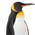 Profile picture penguin-warrior.bsky.social