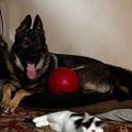 Profile picture dogsmama.bsky.social