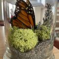Profile picture crystalcicada.bsky.social