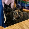 Profile picture catlady111310.bsky.social