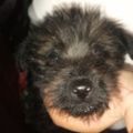 Profile picture acayul.bsky.social