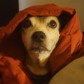 Profile picture metaqueer.bsky.social