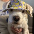 Profile picture ellen441111.bsky.social