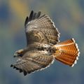 Profile picture blueskyredhawk.bsky.social