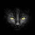 Profile picture elisabischof.bsky.social