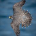Profile picture manxmannin.bsky.social