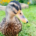 Profile picture jackiedove.bsky.social