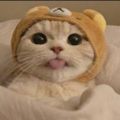 Profile picture lilith-1616.bsky.social