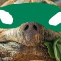 Profile picture nakedkoops.bsky.social